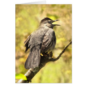 Catbird die Zijn Lied Lege Kaart zingen