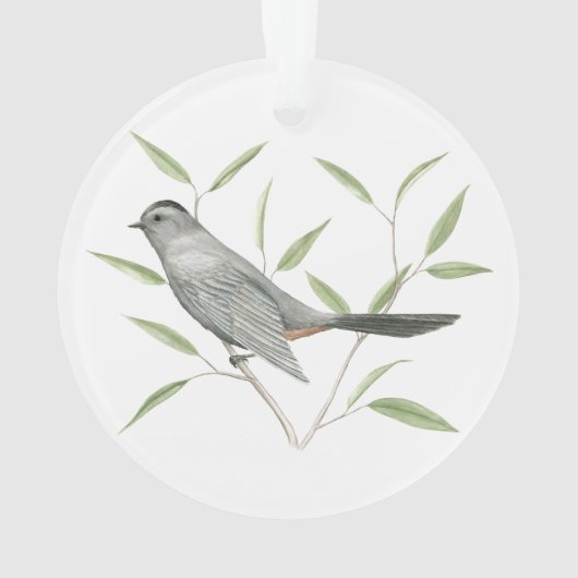 Catbird gris (dos)