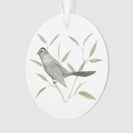 Catbird gris (devant)