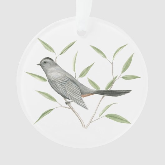 Catbird gris (devant)