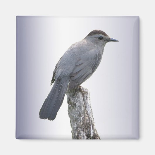 Catbird Magneet (Voorkant)