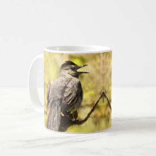 Catbirds gris de chant tasse