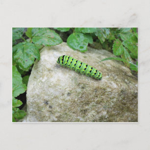 Caterpijler on Rock Briefkaart