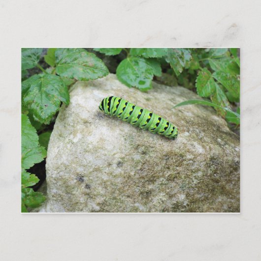 Caterpijler on Rock Briefkaart (Voorkant)