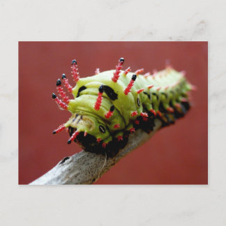 Caterpillar Briefkaart