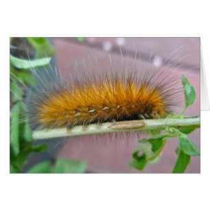Caterpillar de l'ours jaune Tiger Moth Articles
