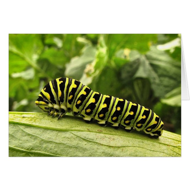 Caterpillar noire (Devant horizontal)