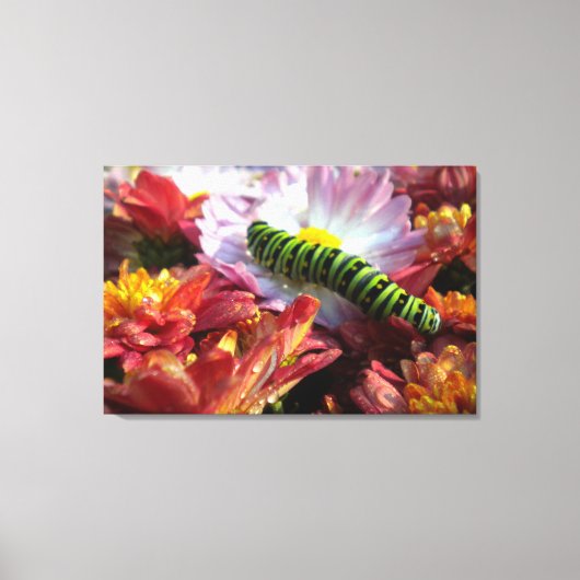 Caterpillar op Mums verpakt Canvas Afdruk (Voorkant)