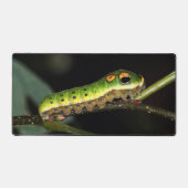 Caterpillar Spicebush Swallower (Recto)