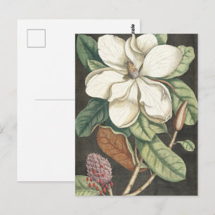 Catesby Vintage Magnolia Botanische Illustratie Briefkaart