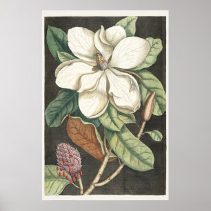 Catesby Vintage Magnolia Botanische Illustratie Poster