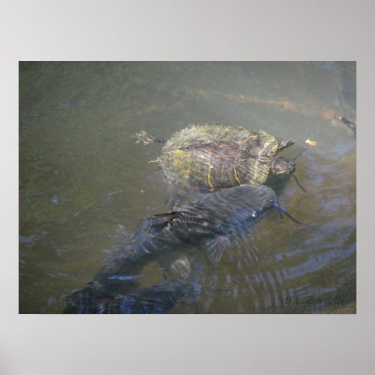 Catfish and Turtle Poster (Voorkant)