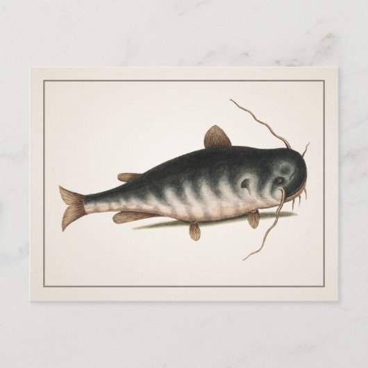 Catfish Briefkaart - Style I (Voorkant)