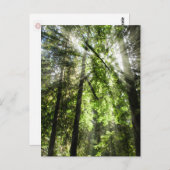 Cathedraal Grove sunlight for Postkruising Briefkaart (Voorkant / Achterkant)