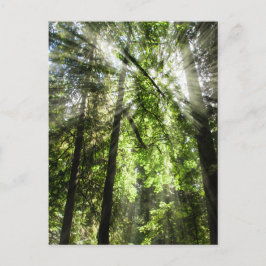 Cathedraal Grove sunlight for Postkruising Briefkaart