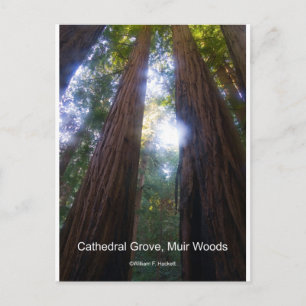 Cathedral Grove, Muir Bossen California Producten Briefkaart