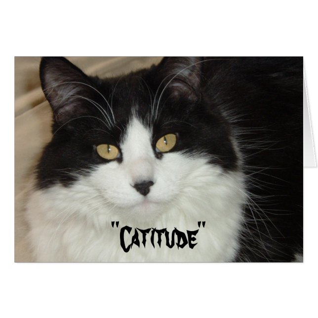 Catitude Chat avec une attitude (Devant horizontal)