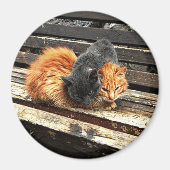 Catnap Cuties Magneet (Voorkant)