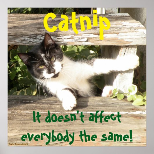 "Catnip", cats, funny, humor, cute, gift  Poster (Voorkant)