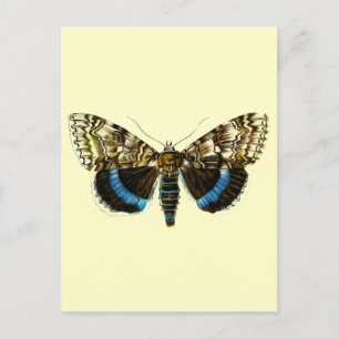 Catocala fraxini briefkaart