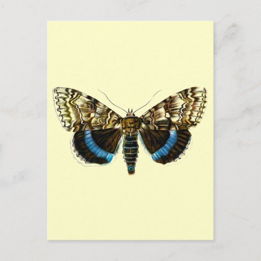 Catocala fraxini briefkaart (Voorkant)