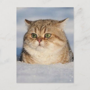 cats_and_snow7 briefkaart
