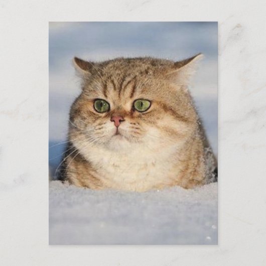cats_and_snow7 briefkaart (Voorkant)