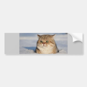 cats_and_snow7 bumpersticker
