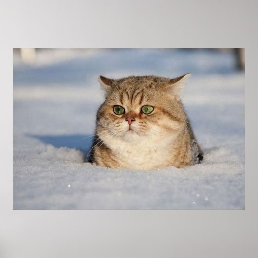 cats_and_snow7 poster (Voorkant)