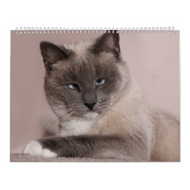Cats Calendar Kalender