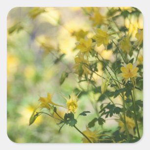 Cats-Claw in de zon van Arizona Vierkante Sticker