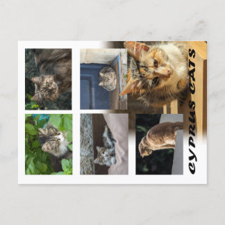 Cats of Cyprus briefkaart