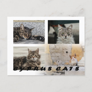 Cats of Cyprus briefkaart
