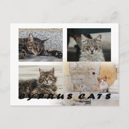 Cats of Cyprus briefkaart (Voorkant)