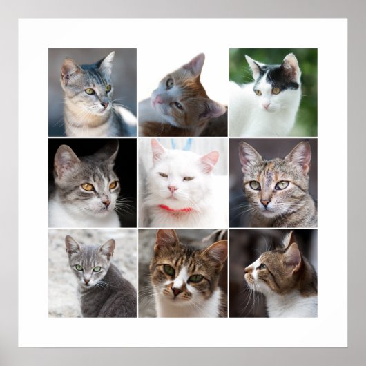 CATS POSTER (Voorkant)