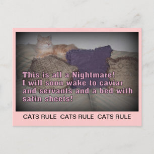 Cats Rule Briefkaart