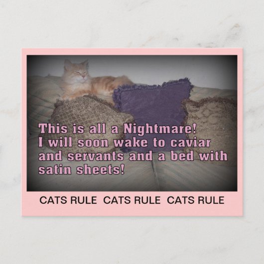 Cats Rule Briefkaart (Voorkant)