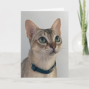 Cat's Snarky Excuses Verjaardag Kaart