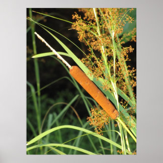 Cattail op Sunset Poster