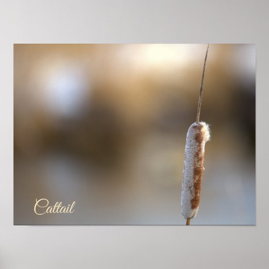 Cattail Plant Photo Poster (Devant)