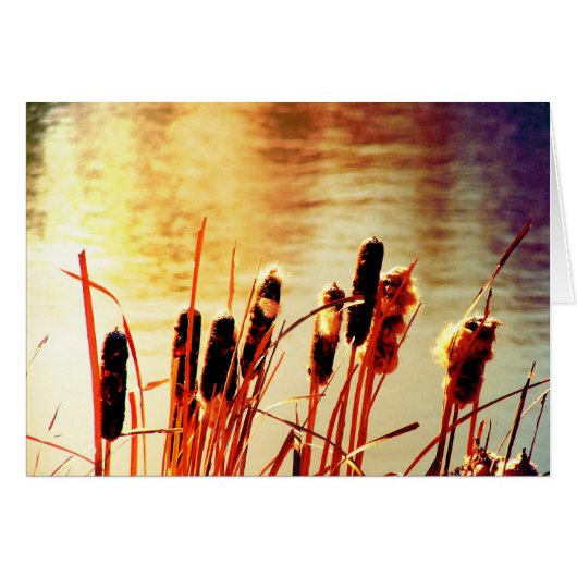 Cattails (Devant horizontal)