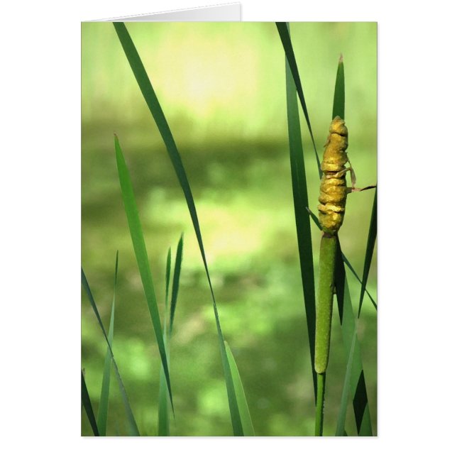 Cattails à l'étang (Devant)