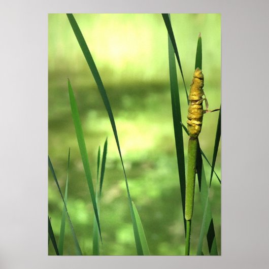 Cattails bij de Pond Poster (Voorkant)