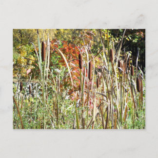 Cattails Briefkaart