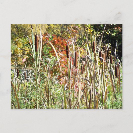 Cattails Briefkaart (Voorkant)