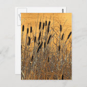 Cattails Briefkaart (Voorkant / Achterkant)