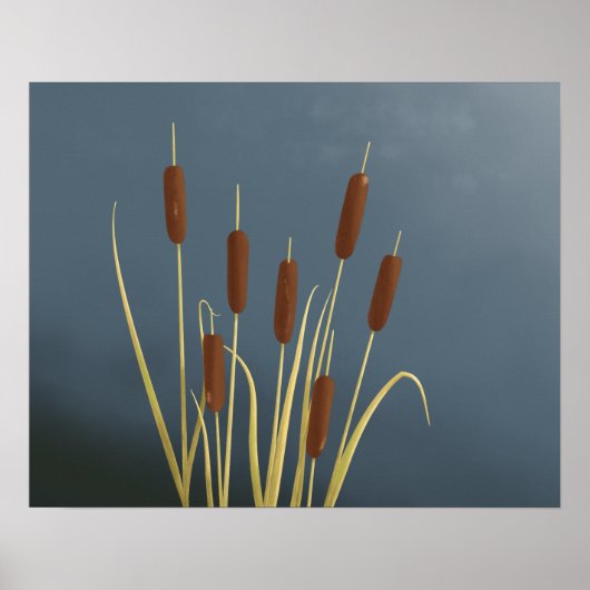 Cattails Fine Art Print (Voorkant)