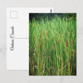 Cattails in Ontario, Canada Briefkaart (Voorkant / Achterkant)