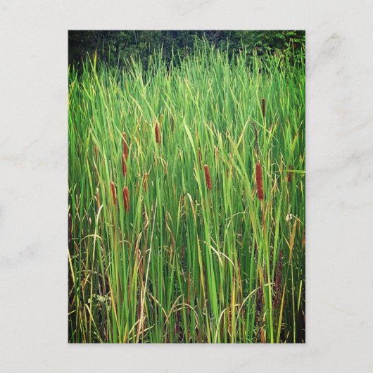 Cattails in Ontario, Canada Briefkaart (Voorkant)