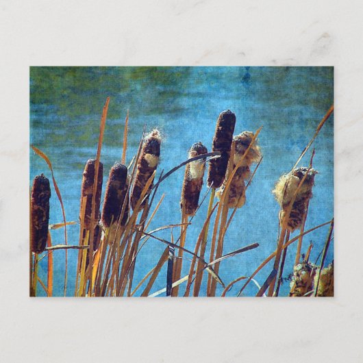 Cattails op de Pond Briefkaart (Voorkant)
